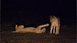 lucknow-night-safari-adventure-park-construction-set-to-begin-from-april-here-what-to-expect