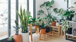 5 Indoor Plants At Home To Beat The Summer Heat; Aloe Vera, Peach Lily And More