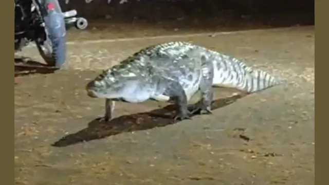 degree-chahiye-mereko-crocodile-roams-iit-bombay-campus-viral-video-leaves-everyone-stunned