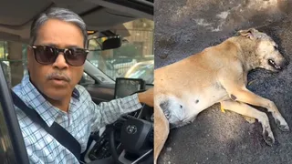 Delhi Man Hits Stray Dog With Car, Denies Fault; Viral Video Angers People