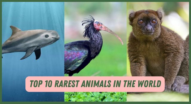 Most Rarest Organism List Of Top 10 Rarest Of Rare Animals Found In The World