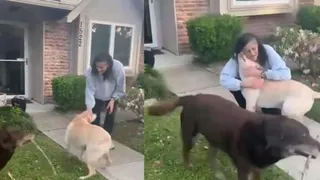 Sunita Williams' Emotional Reunion With Her Dogs After Space Mission Wins Hearts | Watch Viral Video