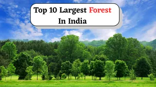 Top 10 Largest Forests In India Full Of Exotic Wildlife And Birds: Sundarban, Nilgiri, Gir Forest And More