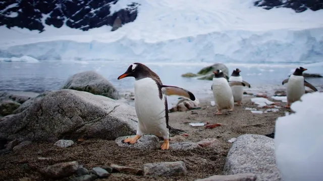 tariffs-on-penguins-trump-targets-uninhabited-antarctic-islands-in-latest-trade-policy-know-why