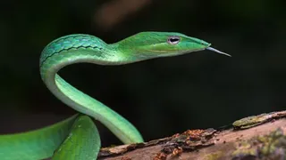 UP: Rare Long-Snouted Vine Snake Stuns Experts With Rediscovery in Dudhwa Tiger Reserve | All You Need To Know