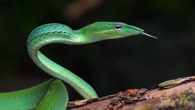 up-rare-long-snouted-vine-snake-ahaetulla-longirostris-stuns-experts-with-rediscovery-in-dudhwa-tiger-reserve