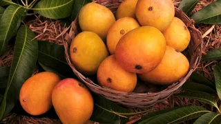 Real vs Fake Alphonso Mangoes: 6 Ways To Identify Authentic Mangoes This Summer Season