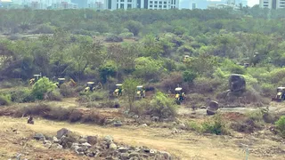 Kancha Gachibowli: Peacock Cries Go Viral As Hundreds Of Trees Razed Near Hyderabad University | VIDEO