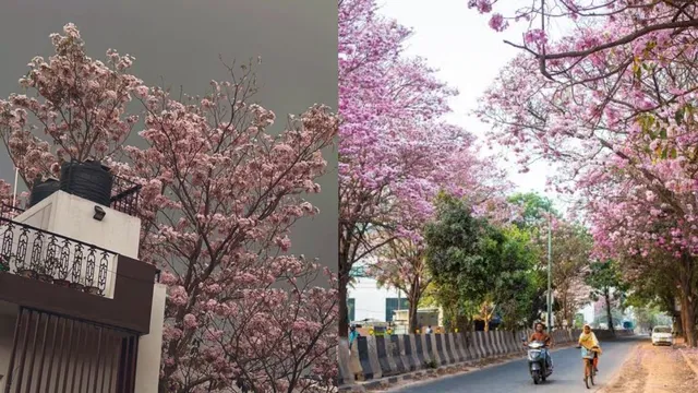 bengaluru-weather-update-rainfall-to-continue-till-this-date-residents-share-cherry-blossom-season-visuals-bangalore-rain