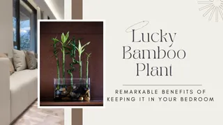 Lucky Bamboo Plant: Remarkable Benefits Of Keeping It In Your Bedroom