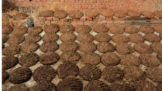 why-cow-dung-was-smeared-on-walls-in-indian-homes-during-summer-know-all-about-this-traditional-age-old-practice