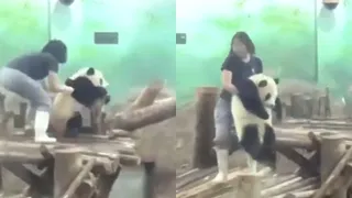 Playful Baby Panda Throws Adorable Tantrum To Escape Bath Time In Viral Video; Internet Can't Handle This Cuteness