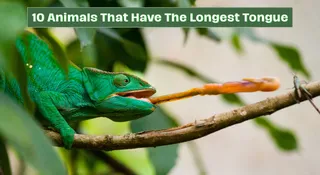 List Of 10 Animals That Have The Longest Tongue