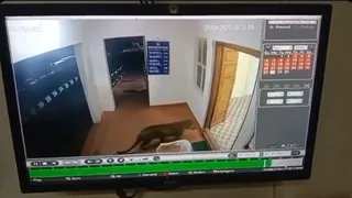 Leopard Casually Enters Tamil Nadu Police Station, Viral Video Leaves Internet Stunned