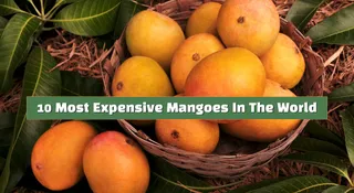 Most Expensive Mangoes In India: This Variety Costs Up To Rs 3 Lakh Per Kg