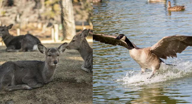 noida-to-get-mini-zoo-soon-night-safaris-deer-park-and-aquatic-birds-likely-among-key-attractions