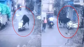 Rishikesh: Street Bull Acts Like Vehicle Thief, Seen Stealing Scooty, Riding It, Shocking Video Emerges | WATCH
