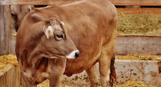 UP To Promote Cow Dung-Based Paint In Govt Buildings, Focus On Self-Reliant Cow Shelters | Details