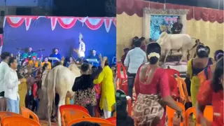Desi Family’s Festive Celebration Turns Into Chaos As Bull Crashes Party; Viral Video Shocks The Internet