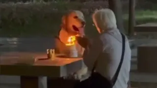 Adorable Video Shows Dog Ignoring Cake And Staring Lovingly At Grandma In Viral Birthday Celebration