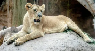 bird-flu-alert-up-shuts-zoos-at-key-locations-for-seven-days-amid-tigress-death-in-gorakhpur