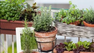 Noida Authority Balcony Order: Residents Asked To Remove Flowerpots From Balcony; FIR To Follow Over Non-Compliance In Case Of Mishap