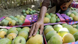 US Rejects 15 Mango Shipments From India, Exporters Suffer Rs 4.2 Crore Loss; Here's Why