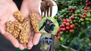 List Of 9 Weirdest Sources Of Coffee Around The World: Animal Poop Coffee To Monkey Spit And More