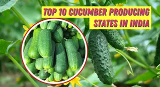 do-you-know-which-is-the-largest-cucumber-producing-state-in-india-know-the-top-10
