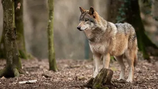 Suspected Grey Wolf Spotted On Delhi Streets After 80 Years, Rare Sighting Sparks Shock And Awe