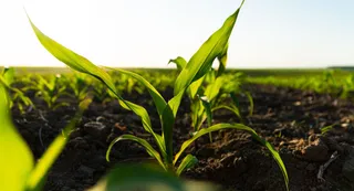 UP Govt To Plant 35 Crore Saplings In July, Sets Targets For All 18 Divisions | Details