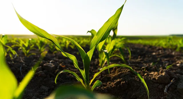 up-govt-to-plant-35-crore-saplings-in-july-sets-targets-for-all-18-divisions-details