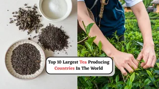 International Tea Day 2025: Top 10 Largest Tea Producing Countries In The World- Know Where India Ranks