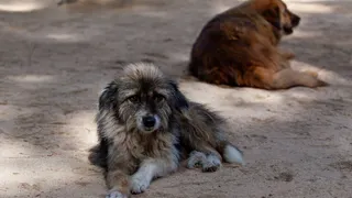 Chinese Woman Adopts Stray Dogs, Then Cooks And Eats Them In SHOCKING Twist | Details Inside