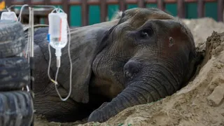 Pakistani Doctors Are Feeding Madhubala And Malika 400 Human Pills A Day: Why Elephants Are Being Treated Like Humans?