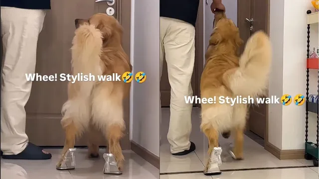 golden-retriever-walks-in-heels-internet-slams-it-as-cruel-entertainment-viral-video