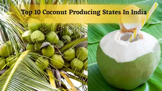 top-10-coconut-producing-states-in-india-why-coconut-water-is-referred-as-magic-water