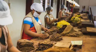 List Of Top 8 Largest Tobacco-Producing Countries: India Is One Of The Top 3