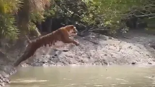 Tiger Stuns With Gravity-Defying 30-Foot Leap In Viral Video; Internet In Awe Of Nature’s Power