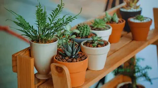 5-unlucky-plants-according-to-vastu-shastra-that-can-invite-poverty-stagnation-and-negativity