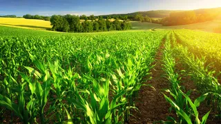 How Patanjali Organic Farming Is Restoring Soil Health And Empowering Farmers