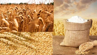 what-are-the-top-10-wheat-producing-countries-in-the-world