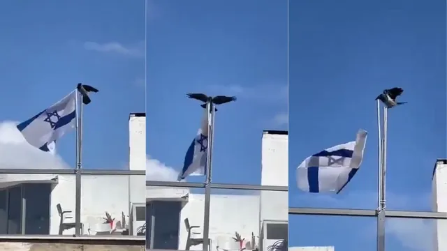viral-video-bird-tears-down-israeli-flag-sparks-chilling-reactions-amid-israeliran-war-prophetic-sign-or-coincidence