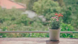 Faridabad News: Man Falls From 14th Floor While Watering Plants, Skywalk Collapses