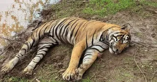 Karnataka: Five Tigers Found Dead In MM Hills Sanctuary In Chamarajanagar District, Poisoning Suspected