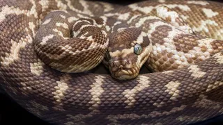 Indonesia Shocker: Missing Farmer Found Dead Inside Stomach Of 26-Foot Python