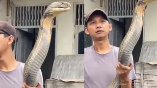 Man Fearlessly Lifts King Cobra With Bare Hands In Viral Video, Internet Gets Goosebumps