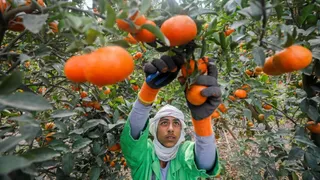 From Nagpur To Paris: How Indian Oranges Are Now Saving Millions With This Popular Medicine