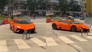 dogesh-bhai-se-panga-nahi-mumbai-dog-blocks-and-chases-lamborghini-in-viral-video-internet-cant-stop-cheering