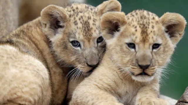 sip-tea-hug-a-lion-cub-inside-chinas-controversial-restaurant-offering-wild-animal-encounters